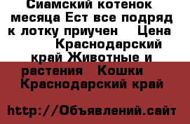 Сиамский котенок 2месяца.Ест все подряд.к лотку приучен. › Цена ­ 500 - Краснодарский край Животные и растения » Кошки   . Краснодарский край